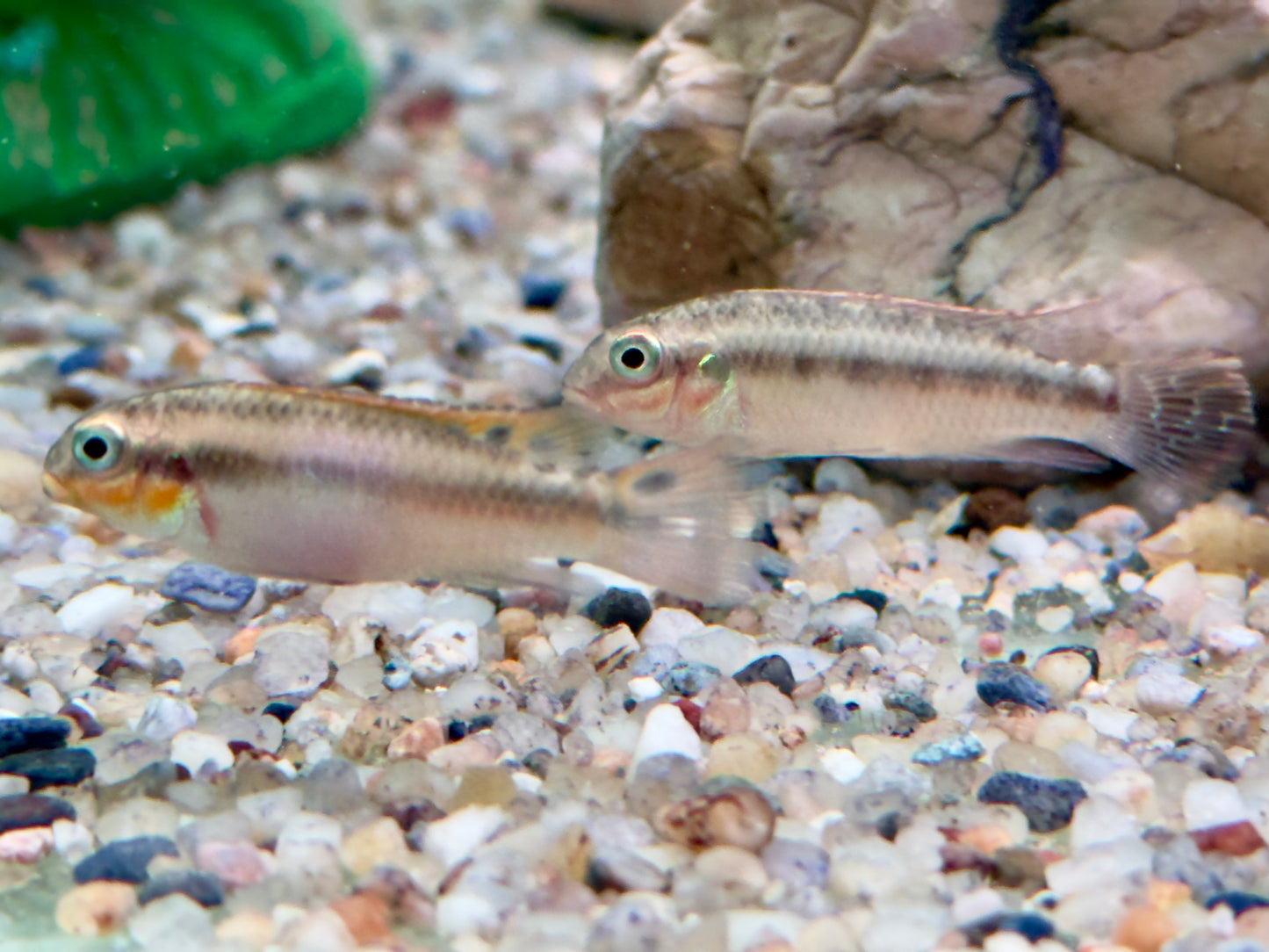 Smaragdprachtbarsch Pelvicachromis taeniatus Nigeria red