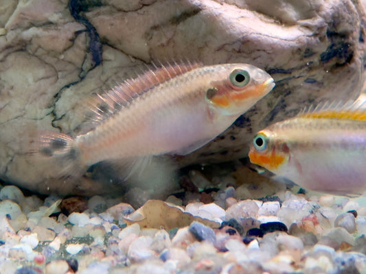 Smaragdprachtbarsch Pelvicachromis taeniatus Nigeria red