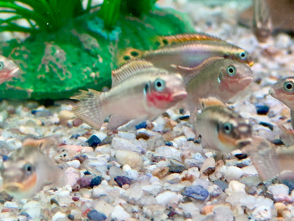 Smaragdprachtbarsch Pelvicachromis taeniatus Nigeria red