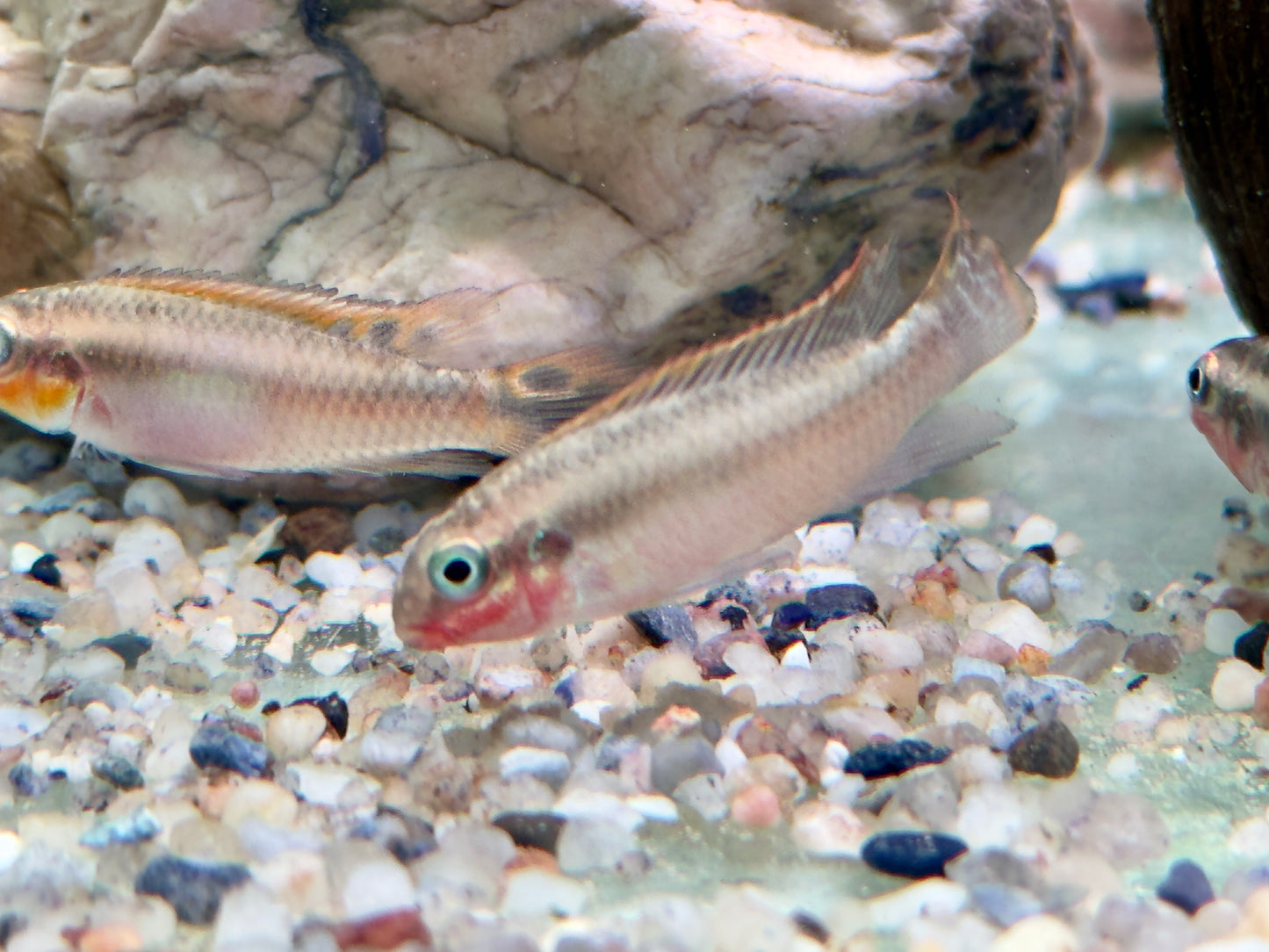 Smaragdprachtbarsch Pelvicachromis taeniatus Nigeria red