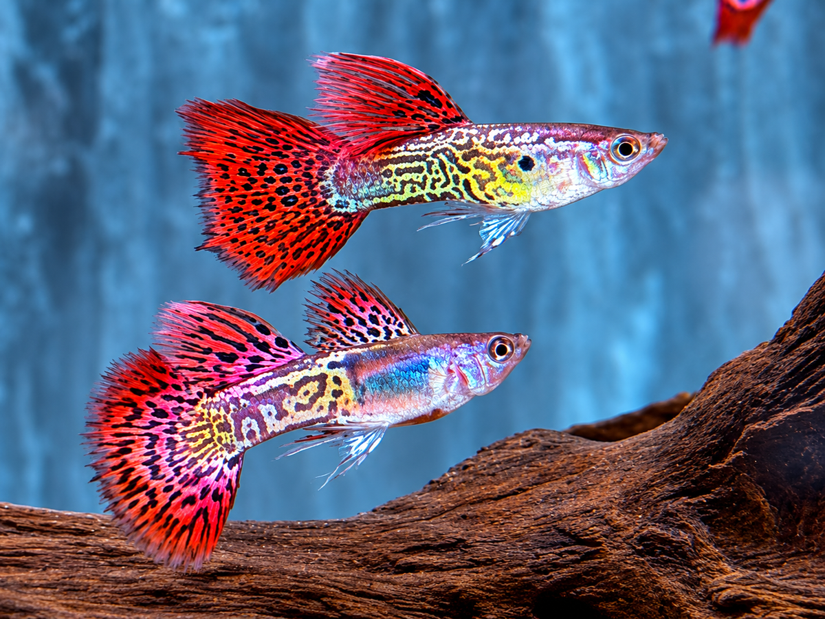 Snake Skin Red Lace Guppy Männchen