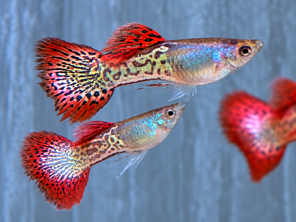 Snake Skin Red Lace Guppy Männchen