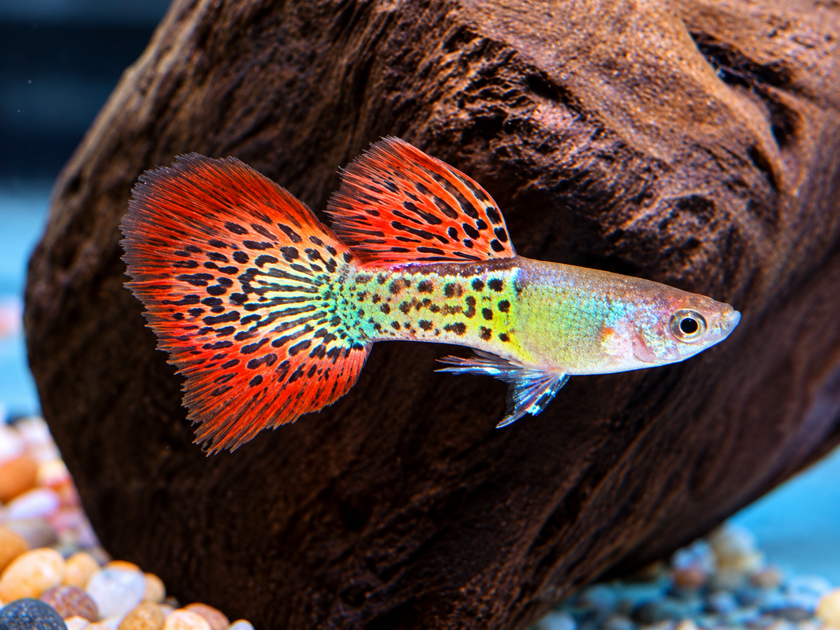 Snake Skin Red Lace Guppy Männchen
