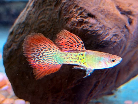 Snake Skin Red Lace Guppy Männchen