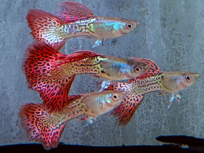 Snake Skin Red Lace Guppy Männchen
