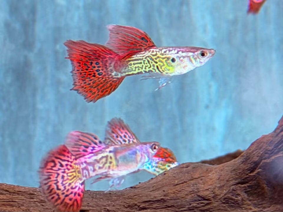 Snake Skin Red Lace Guppy Männchen