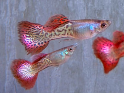 Snake Skin Red Lace Guppy Männchen