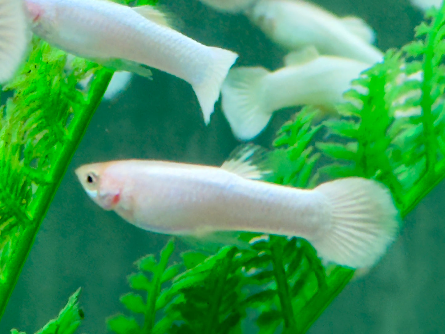 Snow White Guppy Poecilia reticulata Männchen