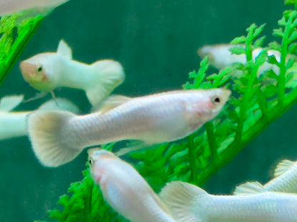 Snow White Guppy Poecilia reticulata Männchen