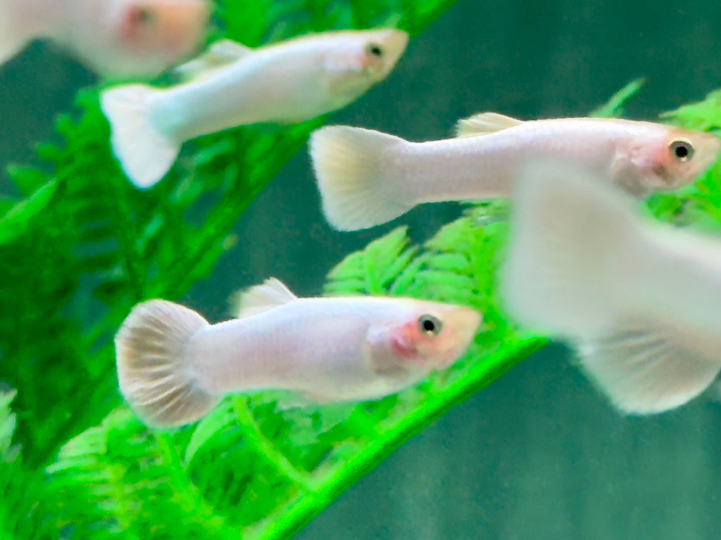 Snow White Guppy Poecilia reticulata Männchen
