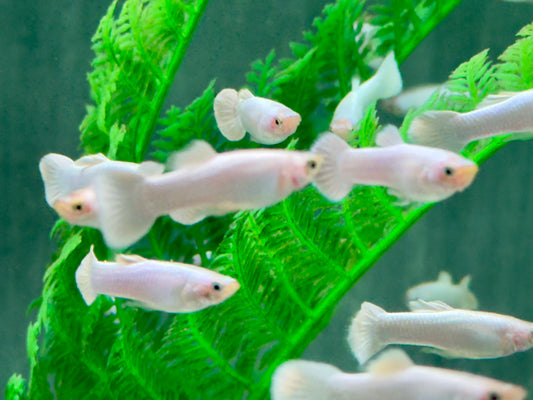 Snow White Guppy Poecilia reticulata Männchen