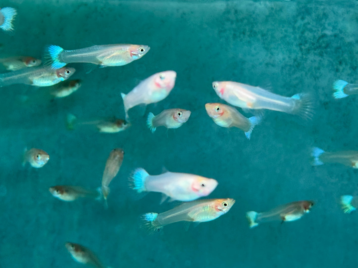 Snow White Guppy Poecilia reticulata Weibchen