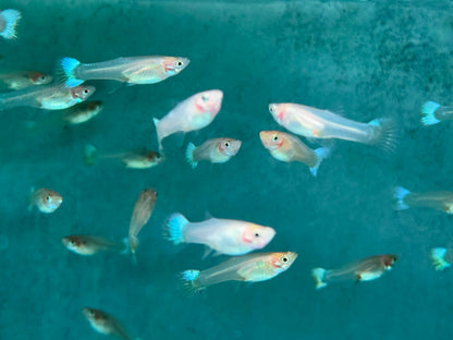 Snow White Guppy Poecilia reticulata Weibchen