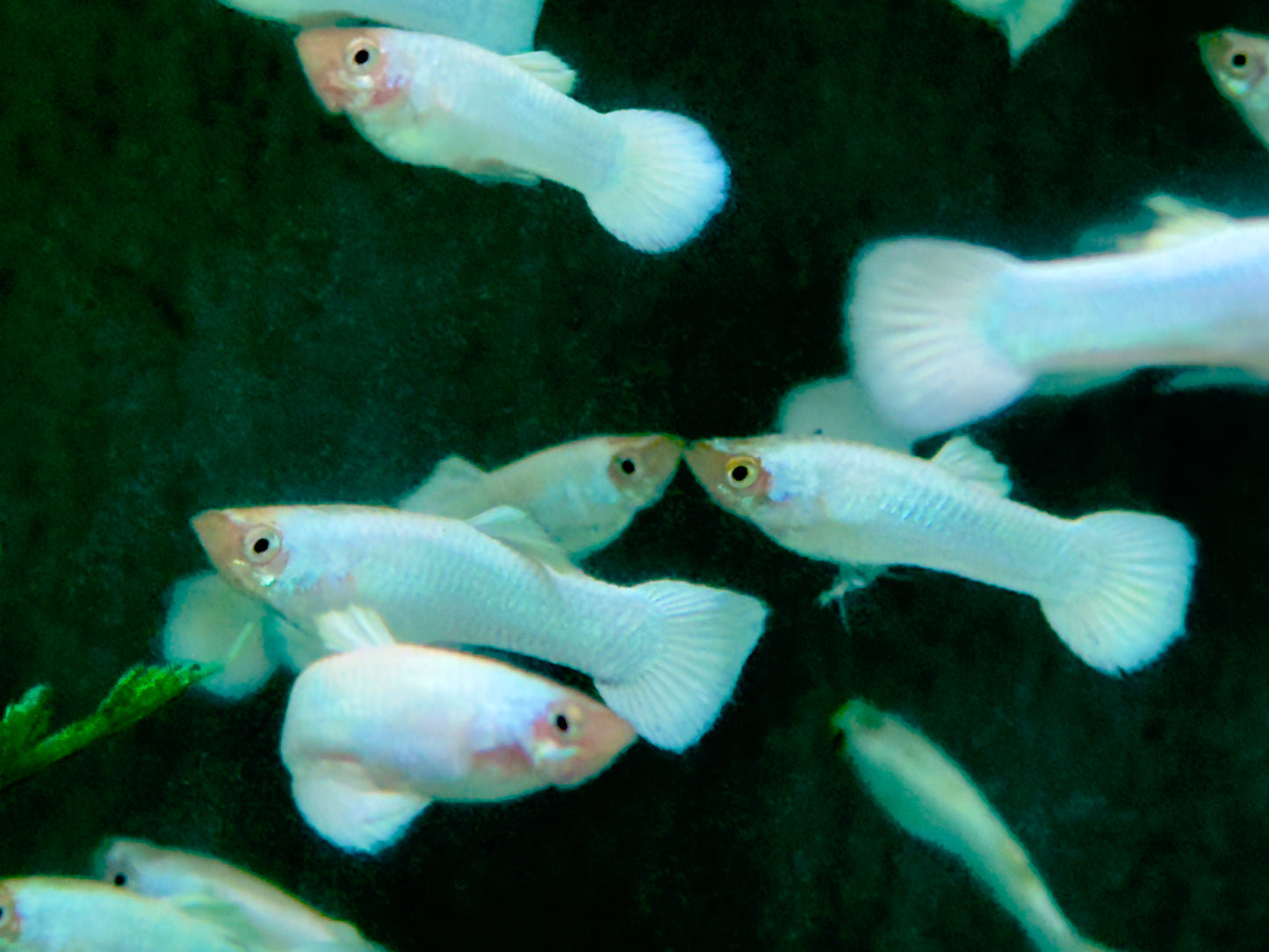 Snow White Guppy Poecilia reticulata Männchen