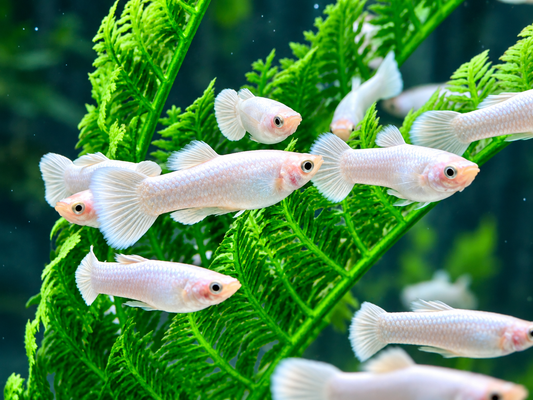 Snow White Guppy Poecilia reticulata Männchen