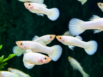 Snow White Guppy Poecilia reticulata Männchen