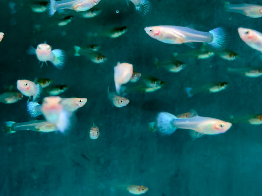 Snow White Guppy Poecilia reticulata Weibchen