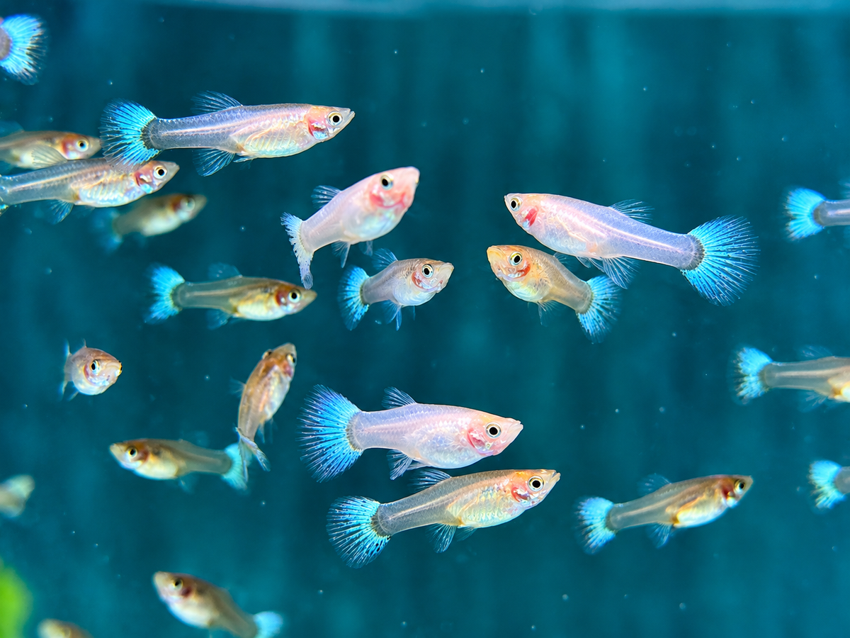 Snow White Guppy Poecilia reticulata Weibchen