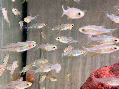 Celebes Sonnenstrahlfisch Marosatherina ladigesi L-XL