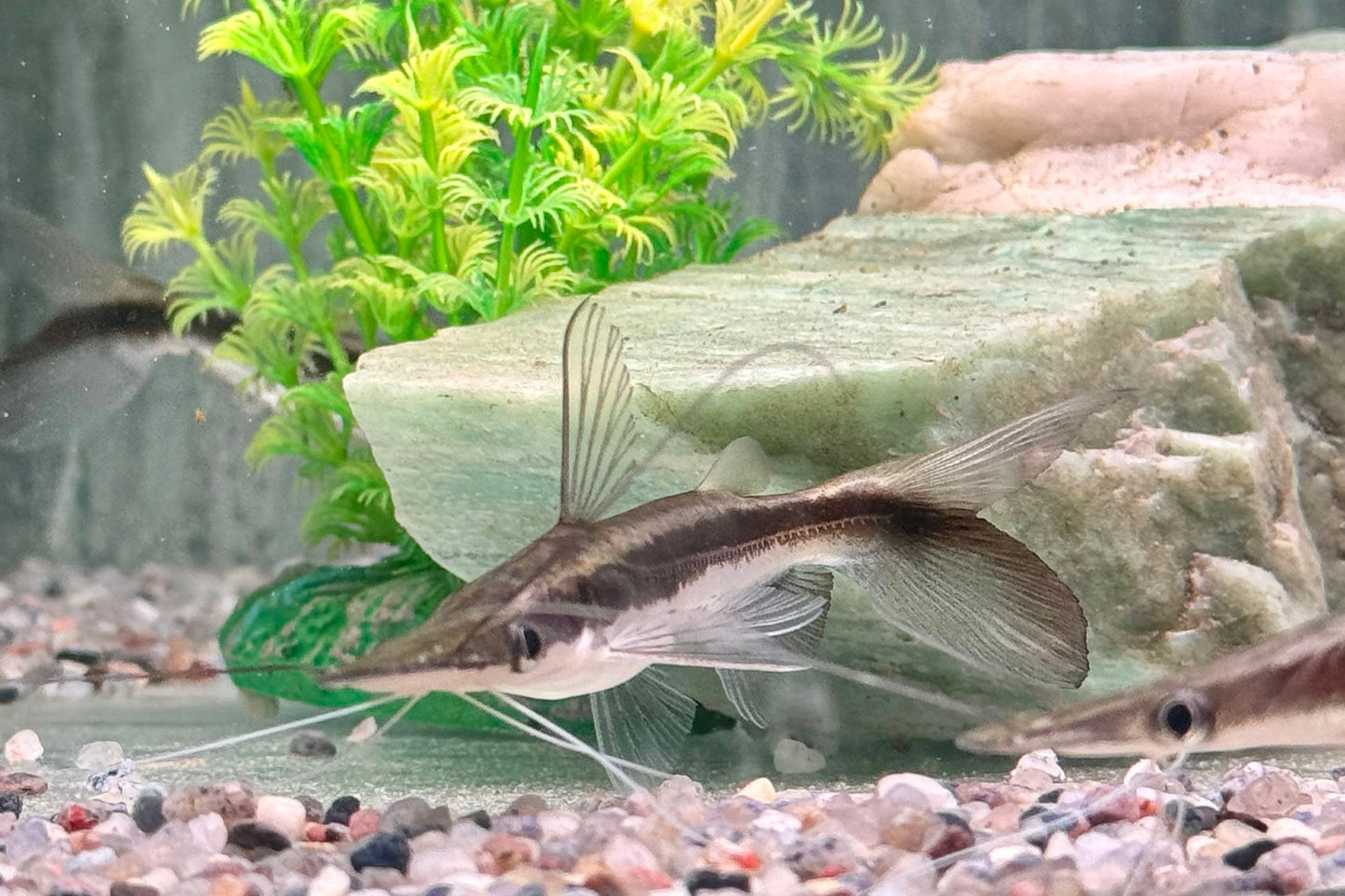 Spatelwels Sorubim lima 10-13 cm