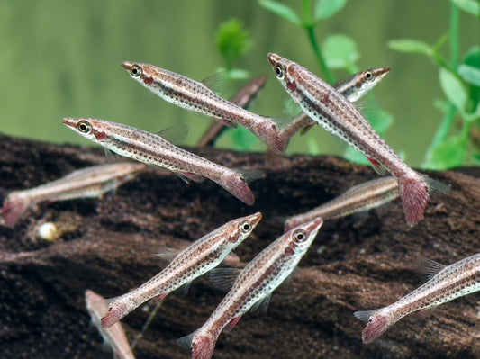 Spitzmaul Ziersalmler Nannostomus eques