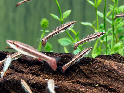 Spitzmaul Ziersalmler Nannostomus eques
