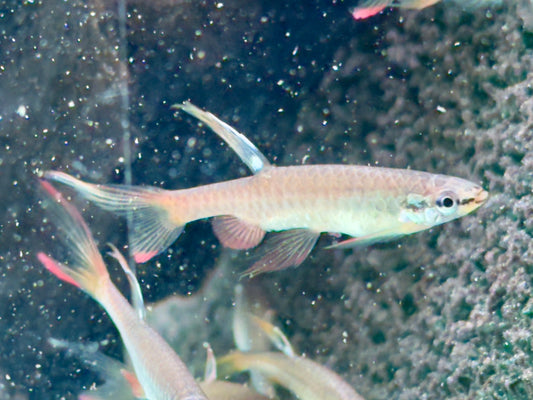 Spritzsalmler Copella arnoldi