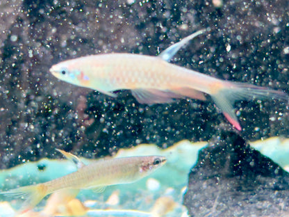 Spritzsalmler Copella arnoldi