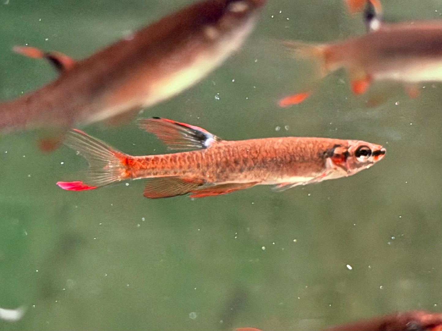 Spritzsalmler Copella arnoldi