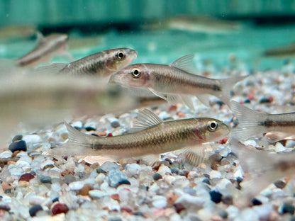 Sri Lanka Algenfresser I Ceylon Saugbarbe Garra ceylonensis