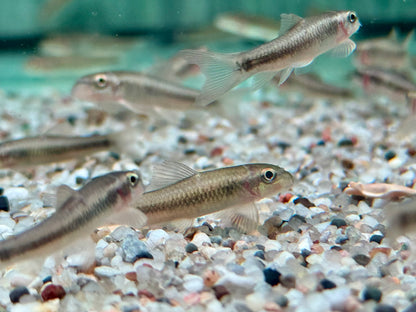 Sri Lanka Algenfresser I Ceylon Saugbarbe Garra ceylonensis