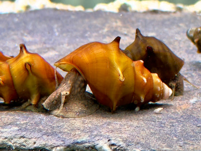 Stachelige Turmdeckelschnecke Brotia pagodula