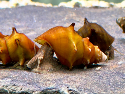 Stachelige Turmdeckelschnecke Brotia pagodula