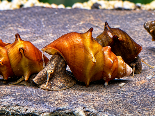 Stachelige Turmdeckelschnecke Brotia pagodula