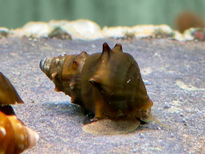 Stachelige Turmdeckelschnecke Brotia pagodula