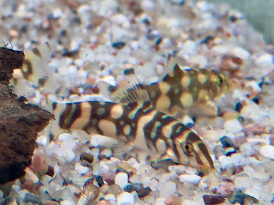 Sternchenschmerle Botia kubotai