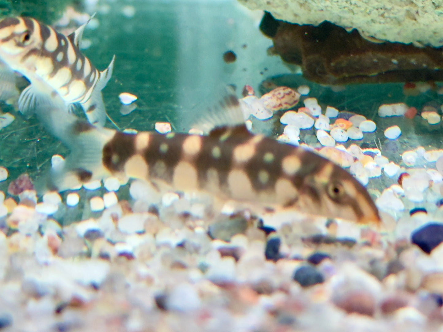 Sternchenschmerle Botia kubotai