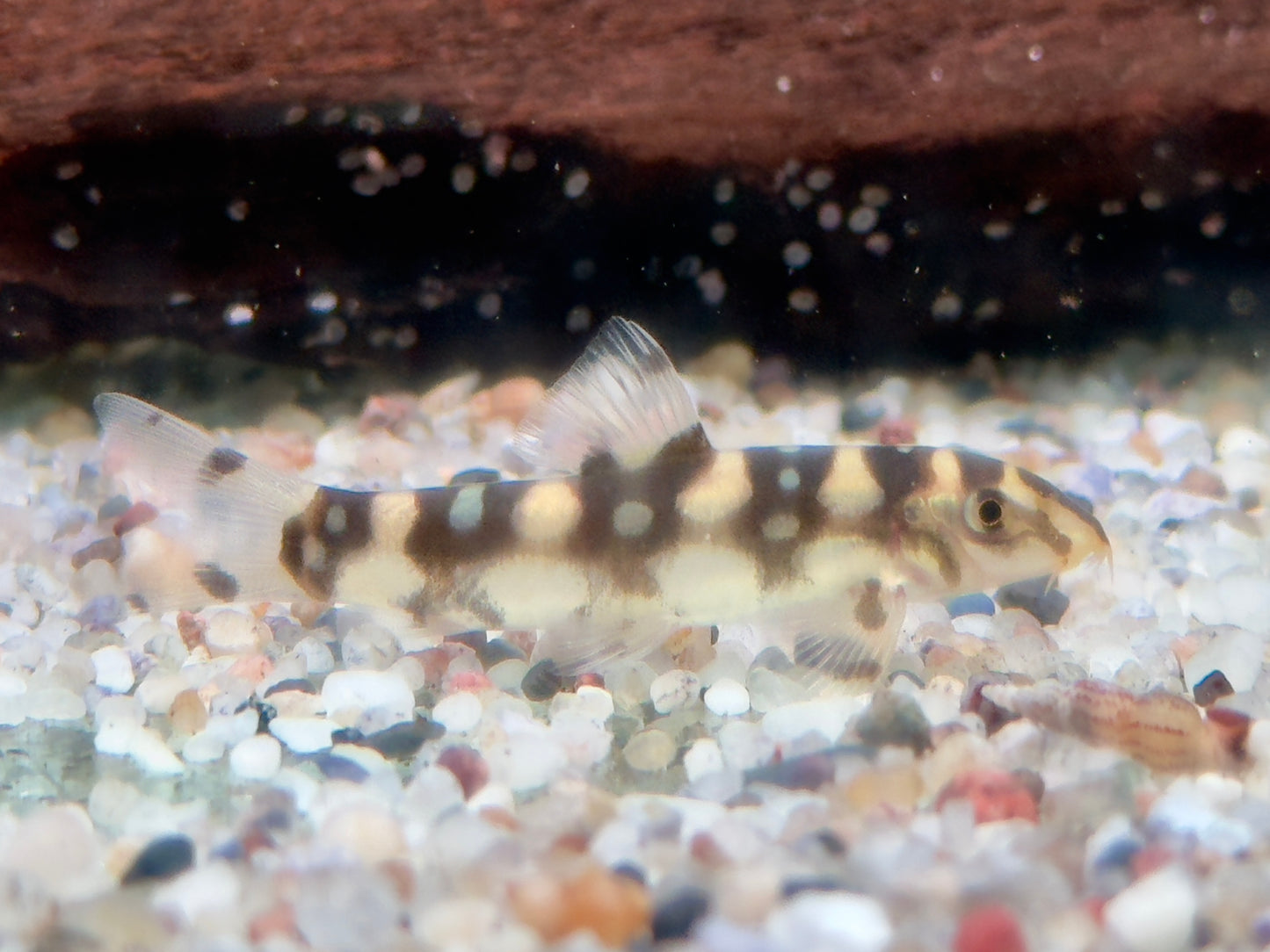 Sternchenschmerle Botia kubotai