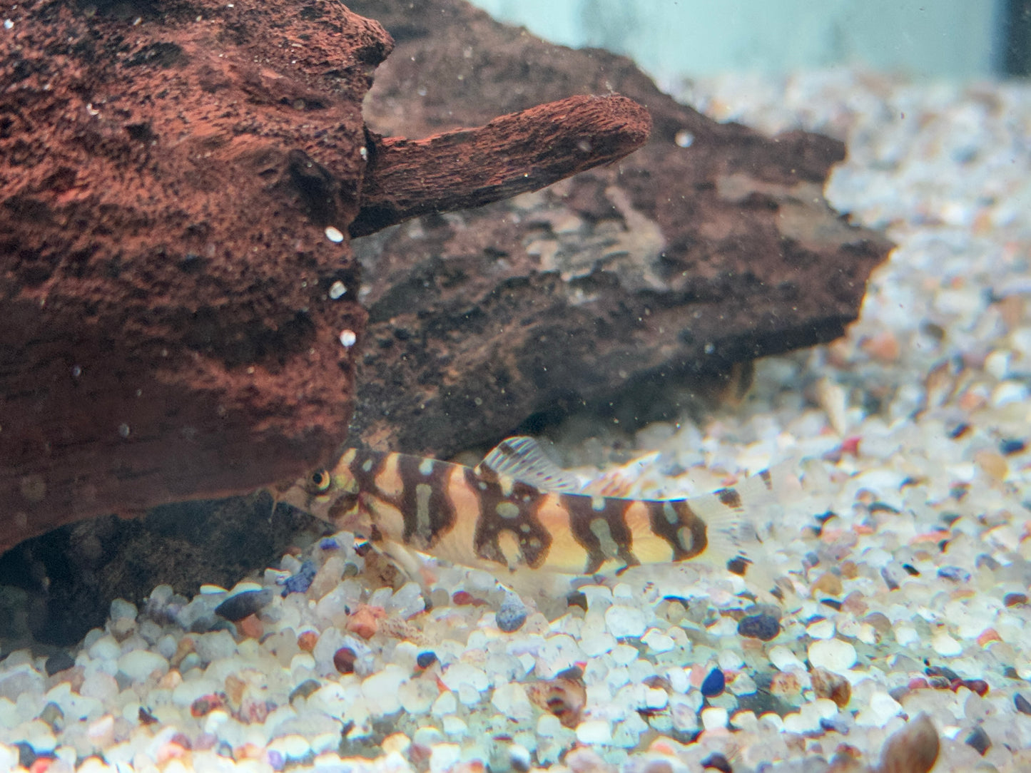 Sternchenschmerle Botia kubotai