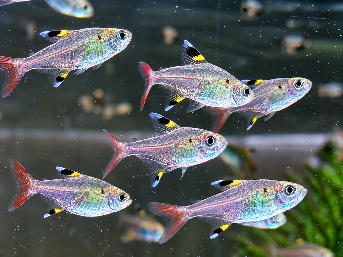 Sternflecksalmler Pristella maxillaris
