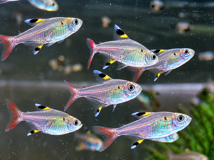 Sternflecksalmler Pristella maxillaris
