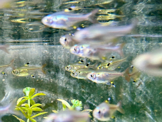 Sternflecksalmler Pristella maxillaris