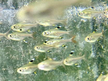 Sternflecksalmler Pristella maxillaris