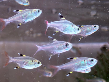 Sternflecksalmler Pristella maxillaris