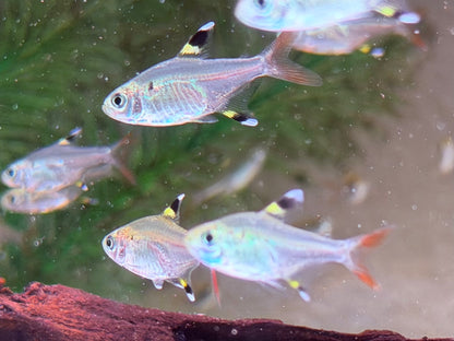 Sternflecksalmler Pristella maxillaris