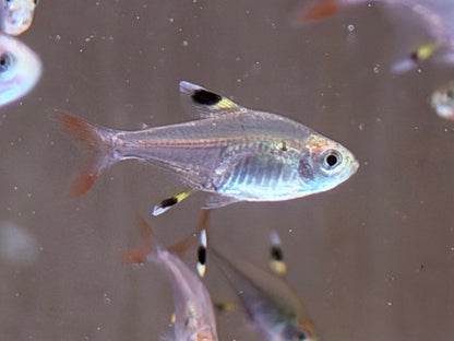 Sternflecksalmler Pristella maxillaris
