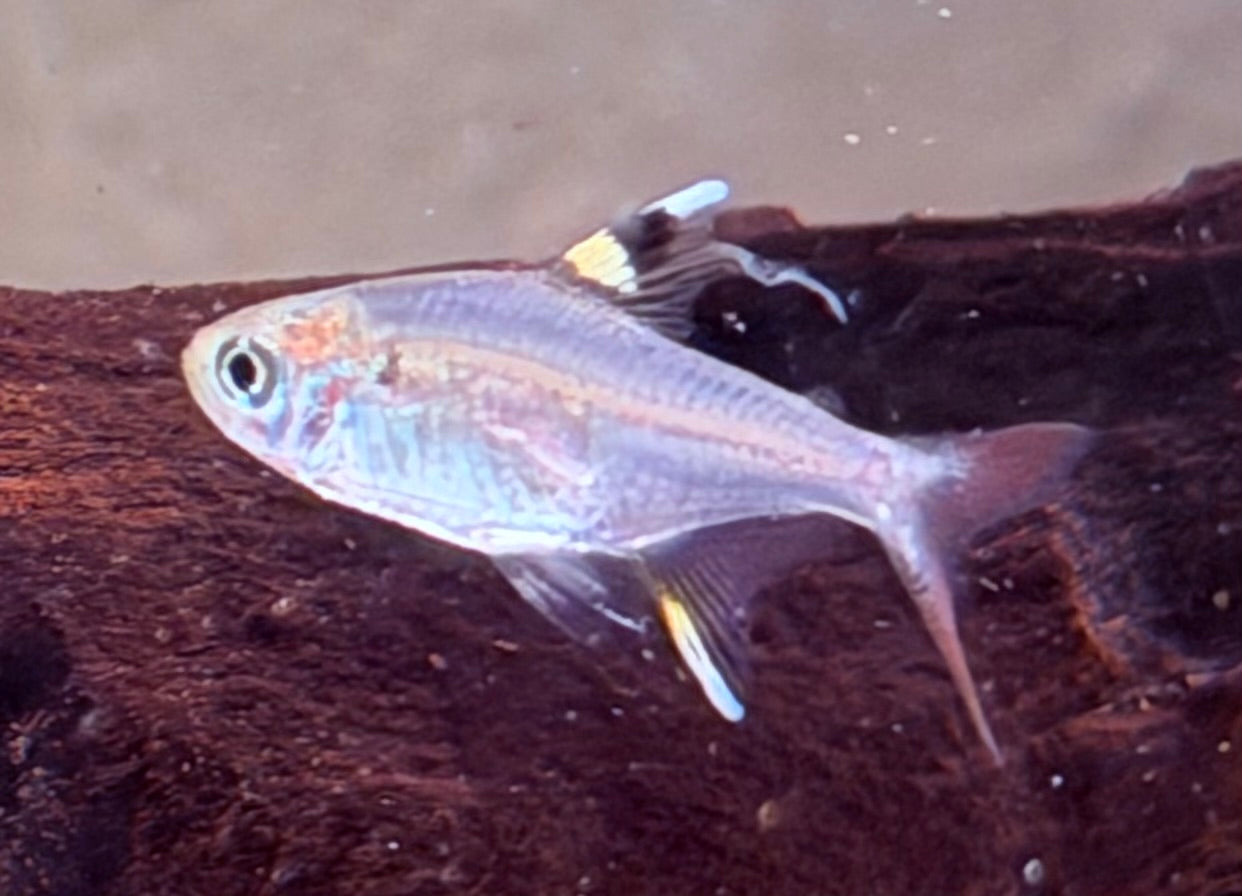 Sternflecksalmler Pristella maxillaris