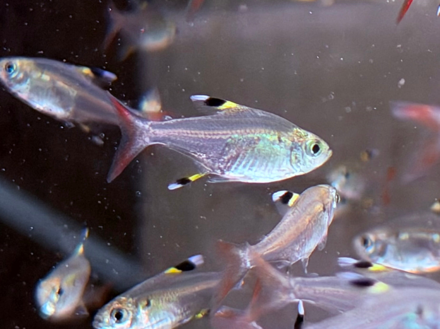 Sternflecksalmler Pristella maxillaris