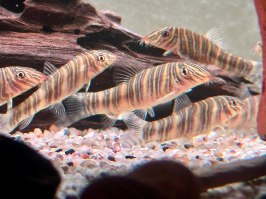 Streifenschmerle o. Zebraschmerle Botia striata