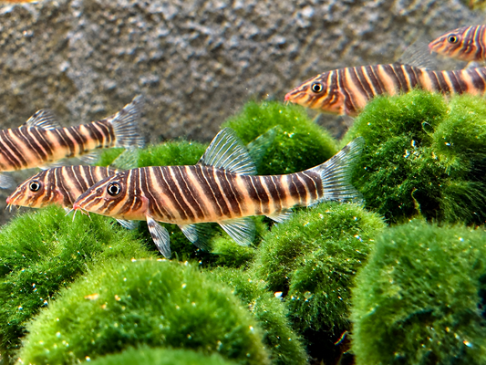 Streifenschmerle o. Zebraschmerle Botia striata
